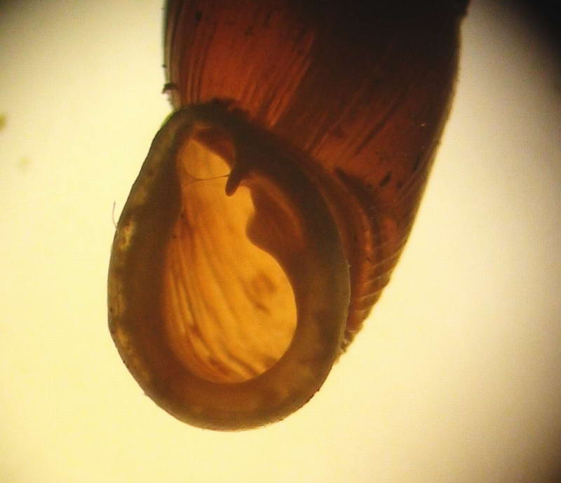 Dilataria boettgeriana (Paulucci, 1878)  dalle Mainarde(FR)